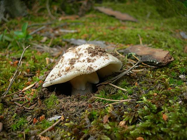 Amanita spec. Cod.: 8509-08
